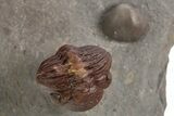 Enrolled Red Morocops Trilobite - Hmar Laghdad, Morocco #329736-3